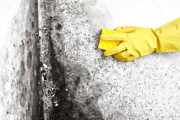 Best Mold Remediation for Vacation Homes  in Highlands Ranch, CO